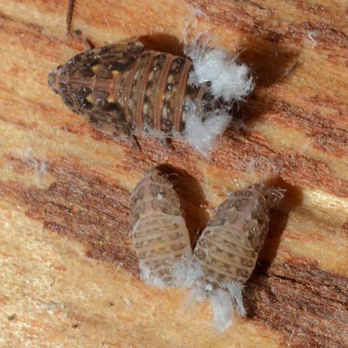 Réf. 278 059 : Cixidia sp.